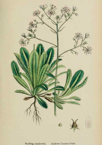 Reproducción/Reproduction 48717569387: English botany, or, Coloured figures of British plants /. London :R. Hardwicke,1863-1886.. 