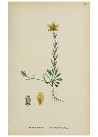 Reproducción/Reproduction 48717398136: English botany, or, Coloured figures of British plants /. London :R. Hardwicke,1863-1886.. 