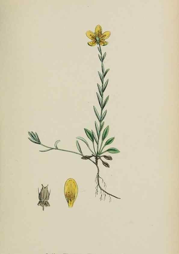 Reproducción/Reproduction 48717398136: English botany, or, Coloured figures of British plants /. London :R. Hardwicke,1863-1886.. 