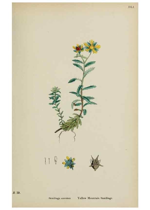 Reproducción/Reproduction 48717062768: English botany, or, Coloured figures of British plants /. London :R. Hardwicke,1863-1886.. 