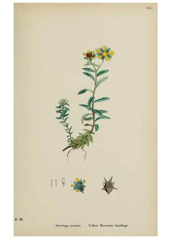 Reproducción/Reproduction 48717062768: English botany, or, Coloured figures of British plants /. London :R. Hardwicke,1863-1886.. 