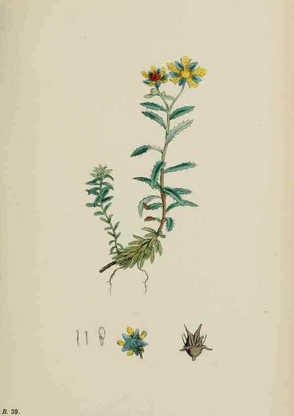 Reproducción/Reproduction 48717062768: English botany, or, Coloured figures of British plants /. London :R. Hardwicke,1863-1886.. 