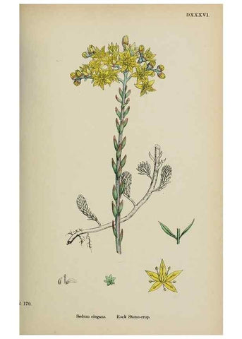 Reproducción/Reproduction 48717057188: English botany, or, Coloured figures of British plants /. London :R. Hardwicke,1863-1886.. 