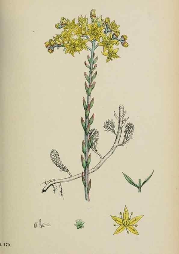Reproducción/Reproduction 48717057188: English botany, or, Coloured figures of British plants /. London :R. Hardwicke,1863-1886.. 