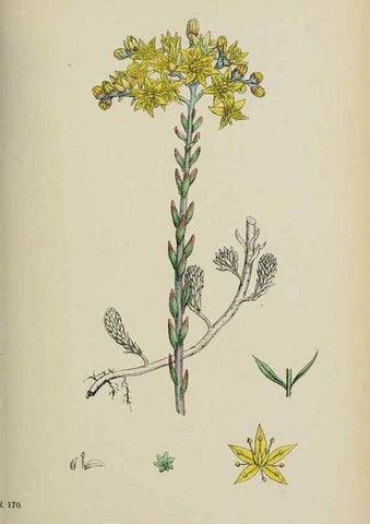 Reproducción/Reproduction 48717057188: English botany, or, Coloured figures of British plants /. London :R. Hardwicke,1863-1886.. 
