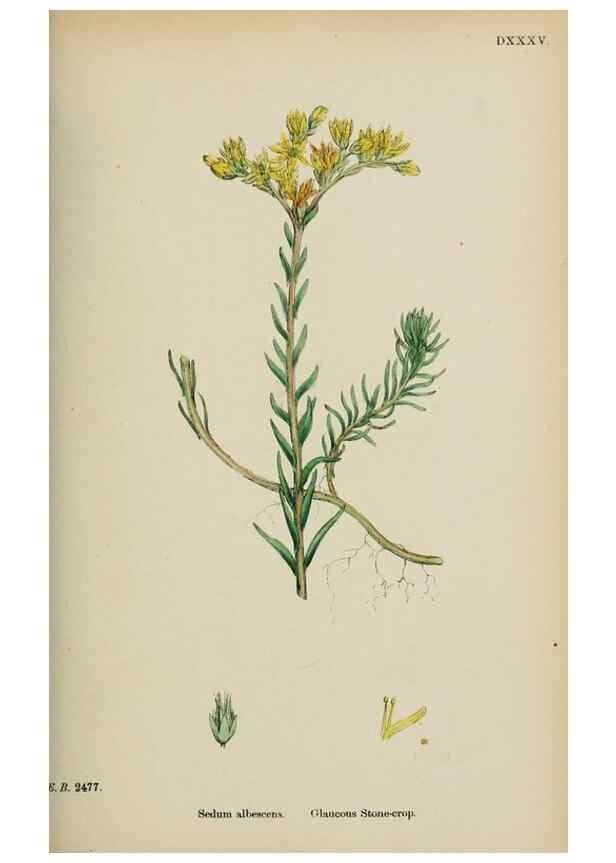Reproducción/Reproduction 48717392546: English botany, or, Coloured figures of British plants /. London :R. Hardwicke,1863-1886.. 