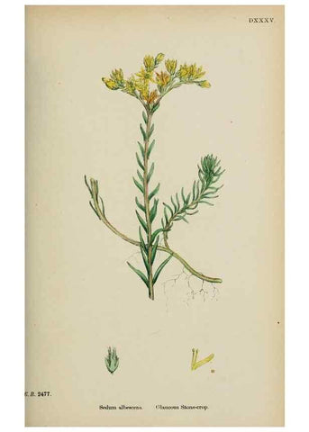 Reproducción/Reproduction 48717392546: English botany, or, Coloured figures of British plants /. London :R. Hardwicke,1863-1886.. 