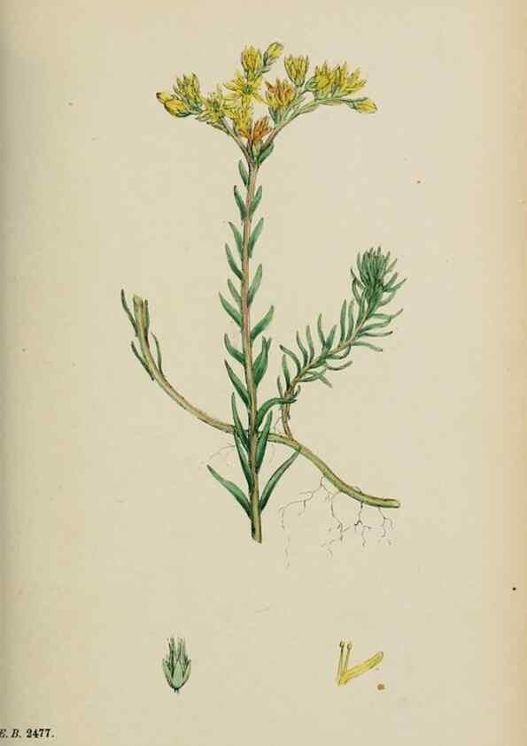Reproducción/Reproduction 48717392546: English botany, or, Coloured figures of British plants /. London :R. Hardwicke,1863-1886.. 