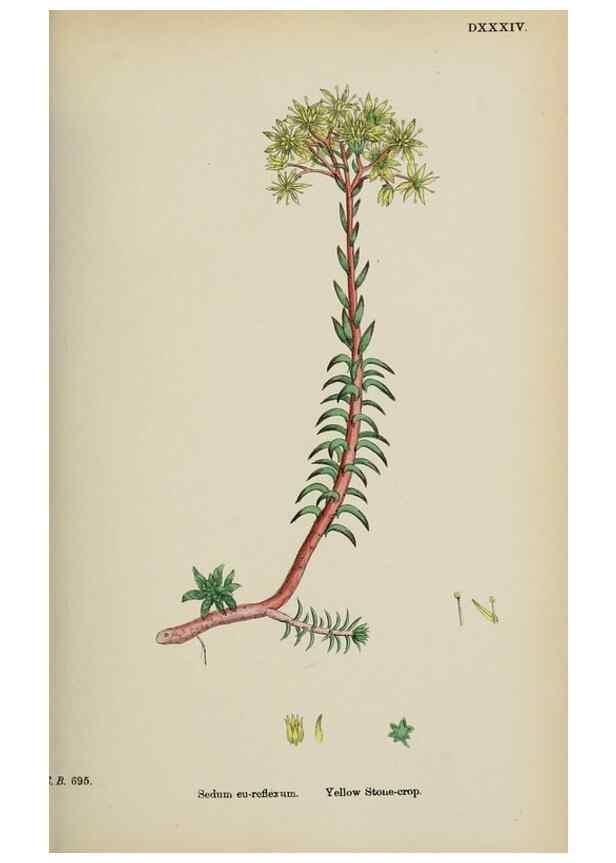 Reproducción/Reproduction 48717563752: English botany, or, Coloured figures of British plants /. London :R. Hardwicke,1863-1886.. 