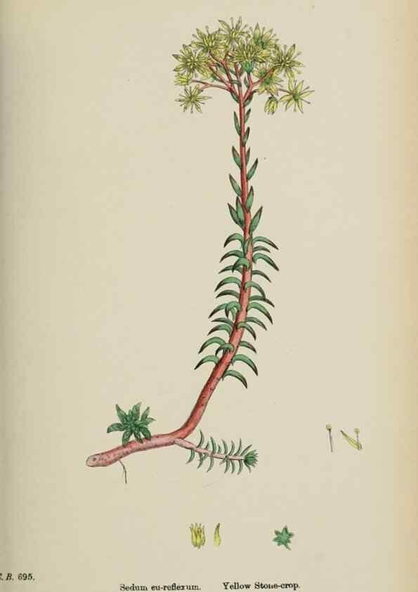 Reproducción/Reproduction 48717563752: English botany, or, Coloured figures of British plants /. London :R. Hardwicke,1863-1886.. 