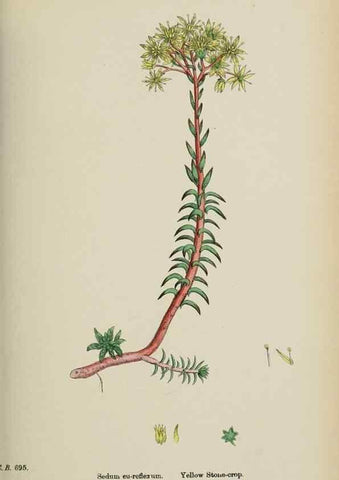 Reproducción/Reproduction 48717563752: English botany, or, Coloured figures of British plants /. London :R. Hardwicke,1863-1886.. 