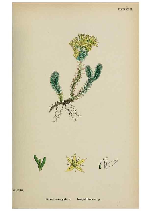 Reproducción/Reproduction 48717563432: English botany, or, Coloured figures of British plants /. London :R. Hardwicke,1863-1886.. 