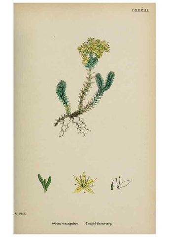 Reproducción/Reproduction 48717563432: English botany, or, Coloured figures of British plants /. London :R. Hardwicke,1863-1886.. 