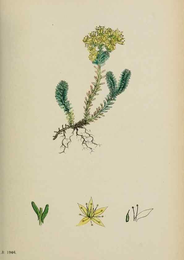 Reproducción/Reproduction 48717563432: English botany, or, Coloured figures of British plants /. London :R. Hardwicke,1863-1886.. 