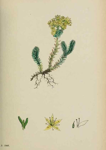 Reproducción/Reproduction 48717563432: English botany, or, Coloured figures of British plants /. London :R. Hardwicke,1863-1886.. 