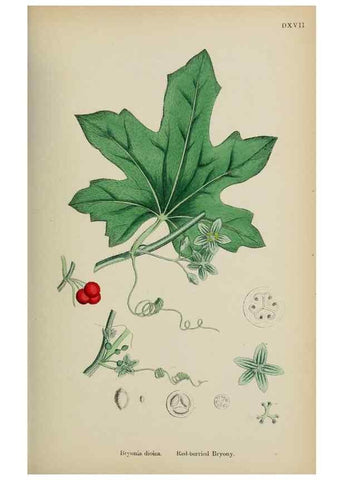 Reproducción/Reproduction 48717050248: English botany, or, Coloured figures of British plants /. London :R. Hardwicke,1863-1886.. 