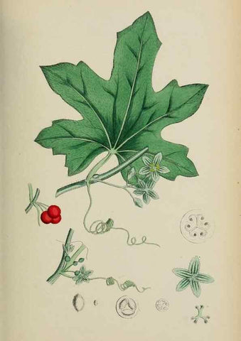 Reproducción/Reproduction 48717050248: English botany, or, Coloured figures of British plants /. London :R. Hardwicke,1863-1886.. 