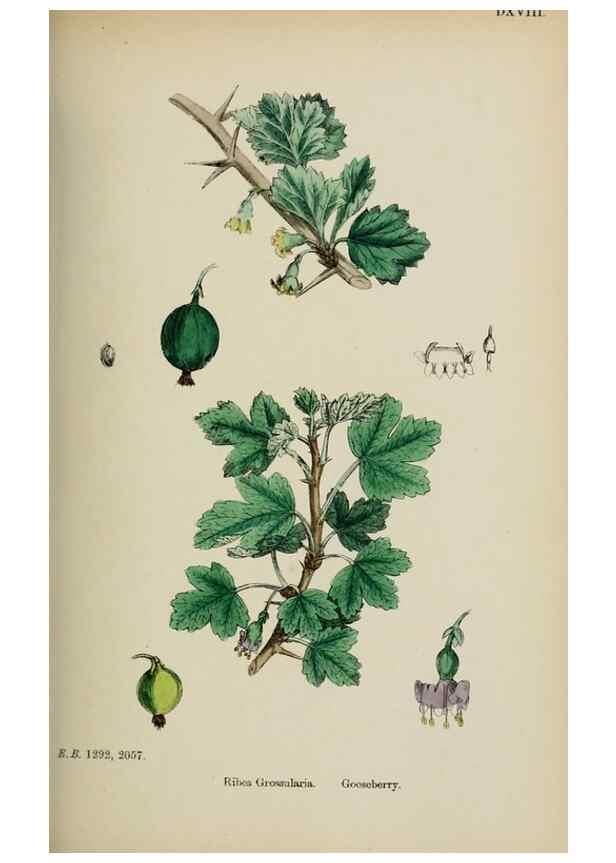 Reproducción/Reproduction 48717050613: English botany, or, Coloured figures of British plants /. London :R. Hardwicke,1863-1886.. 