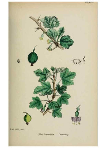Reproducción/Reproduction 48717050613: English botany, or, Coloured figures of British plants /. London :R. Hardwicke,1863-1886.. 