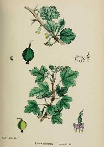 Reproducción/Reproduction 48717050613: English botany, or, Coloured figures of British plants /. London :R. Hardwicke,1863-1886.. 