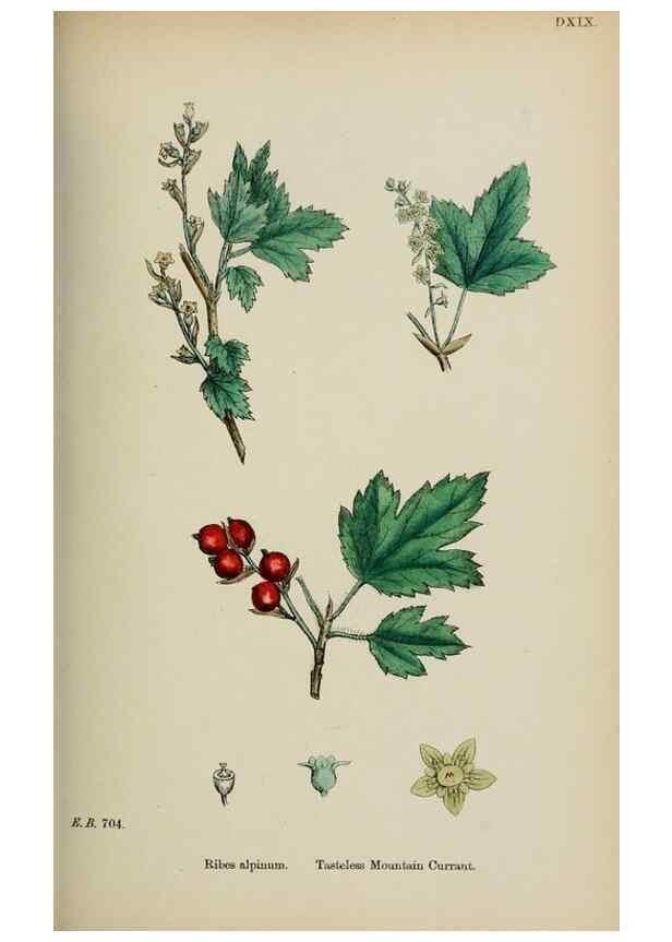 Reproducción/Reproduction 48717558387: English botany, or, Coloured figures of British plants /. London :R. Hardwicke,1863-1886.. 