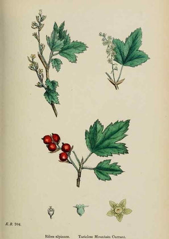 Reproducción/Reproduction 48717558387: English botany, or, Coloured figures of British plants /. London :R. Hardwicke,1863-1886.. 