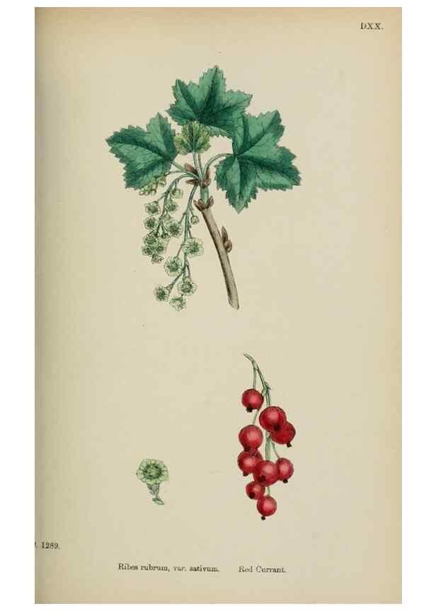 Reproducción/Reproduction 48717387146: English botany, or, Coloured figures of British plants /. London :R. Hardwicke,1863-1886.. 