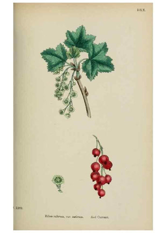 Reproducción/Reproduction 48717387146: English botany, or, Coloured figures of British plants /. London :R. Hardwicke,1863-1886.. 