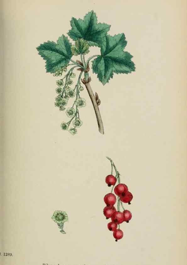 Reproducción/Reproduction 48717387146: English botany, or, Coloured figures of British plants /. London :R. Hardwicke,1863-1886.. 
