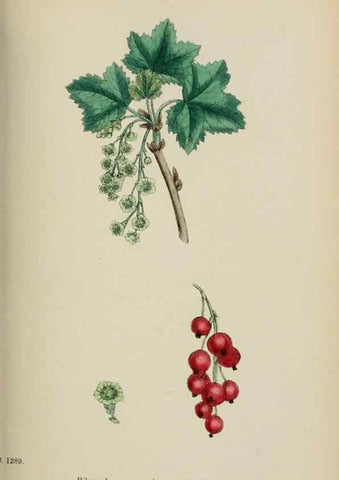 Reproducción/Reproduction 48717387146: English botany, or, Coloured figures of British plants /. London :R. Hardwicke,1863-1886.. 