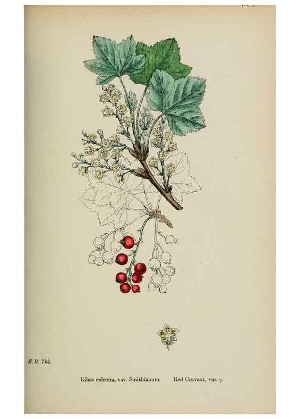 Reproducción/Reproduction 48717387461: English botany, or, Coloured figures of British plants /. London :R. Hardwicke,1863-1886.. 