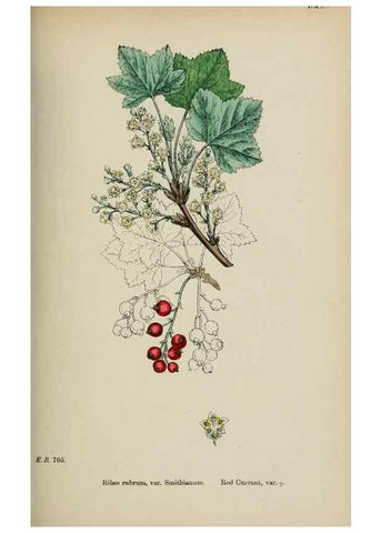 Reproducción/Reproduction 48717387461: English botany, or, Coloured figures of British plants /. London :R. Hardwicke,1863-1886.. 
