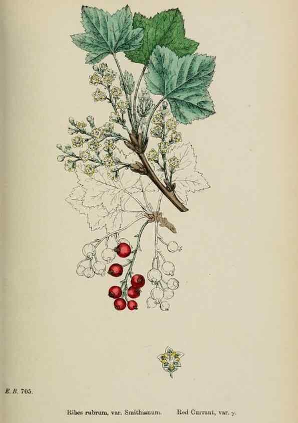 Reproducción/Reproduction 48717387461: English botany, or, Coloured figures of British plants /. London :R. Hardwicke,1863-1886.. 