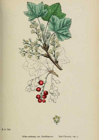 Reproducción/Reproduction 48717387461: English botany, or, Coloured figures of British plants /. London :R. Hardwicke,1863-1886.. 