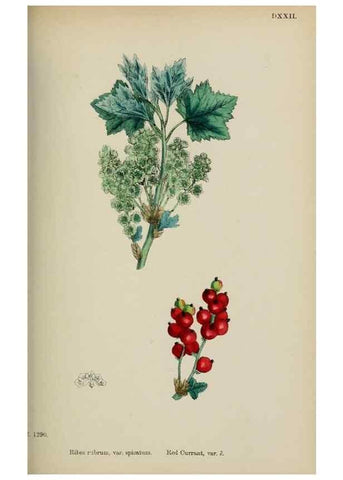 Reproducción/Reproduction 48717559367: English botany, or, Coloured figures of British plants /. London :R. Hardwicke,1863-1886.. 