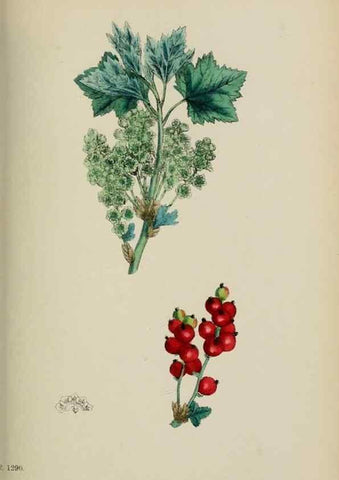Reproducción/Reproduction 48717559367: English botany, or, Coloured figures of British plants /. London :R. Hardwicke,1863-1886.. 
