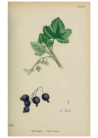 Reproducción/Reproduction 48717388096: English botany, or, Coloured figures of British plants /. London :R. Hardwicke,1863-1886.. 