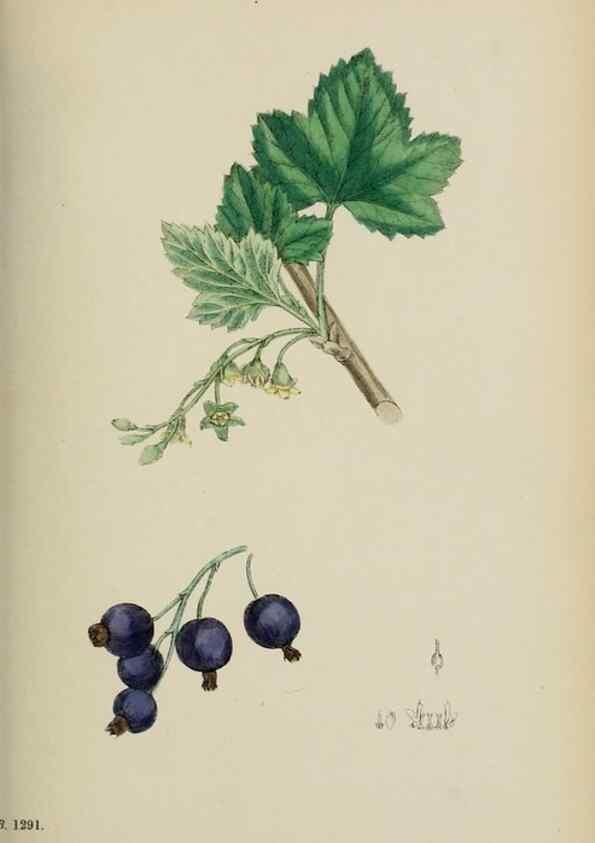 Reproducción/Reproduction 48717388096: English botany, or, Coloured figures of British plants /. London :R. Hardwicke,1863-1886.. 