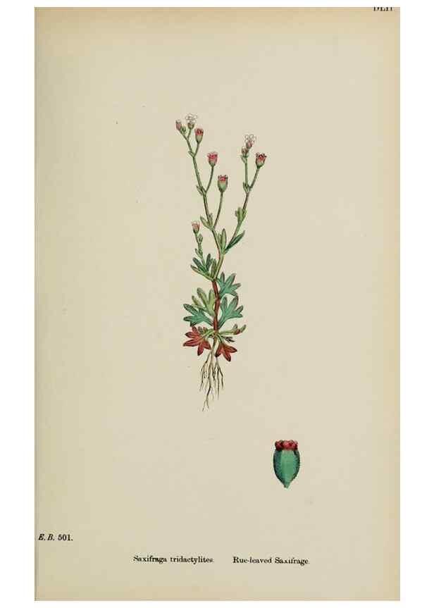 Reproducción/Reproduction 48717398936: English botany, or, Coloured figures of British plants /. London :R. Hardwicke,1863-1886.. 