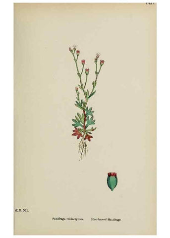 Reproducción/Reproduction 48717398936: English botany, or, Coloured figures of British plants /. London :R. Hardwicke,1863-1886.. 
