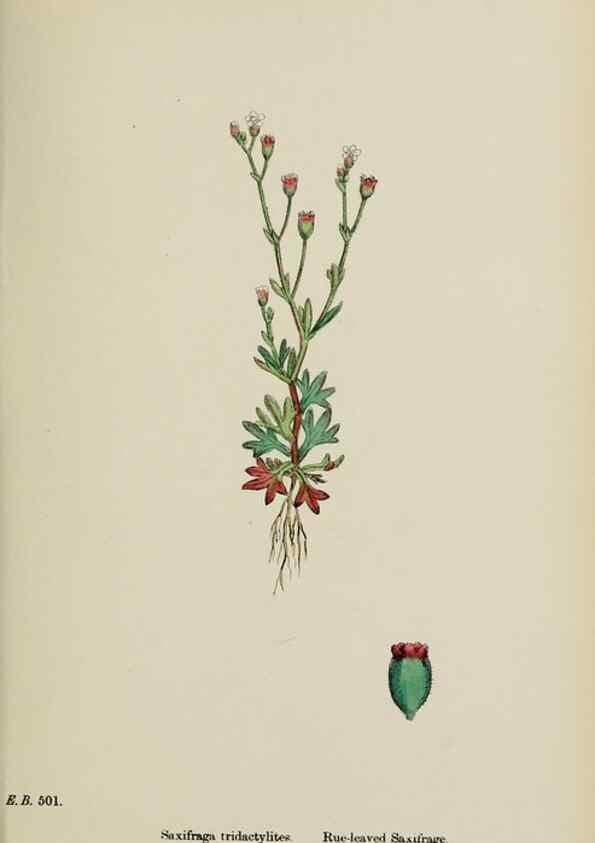 Reproducción/Reproduction 48717398936: English botany, or, Coloured figures of British plants /. London :R. Hardwicke,1863-1886.. 