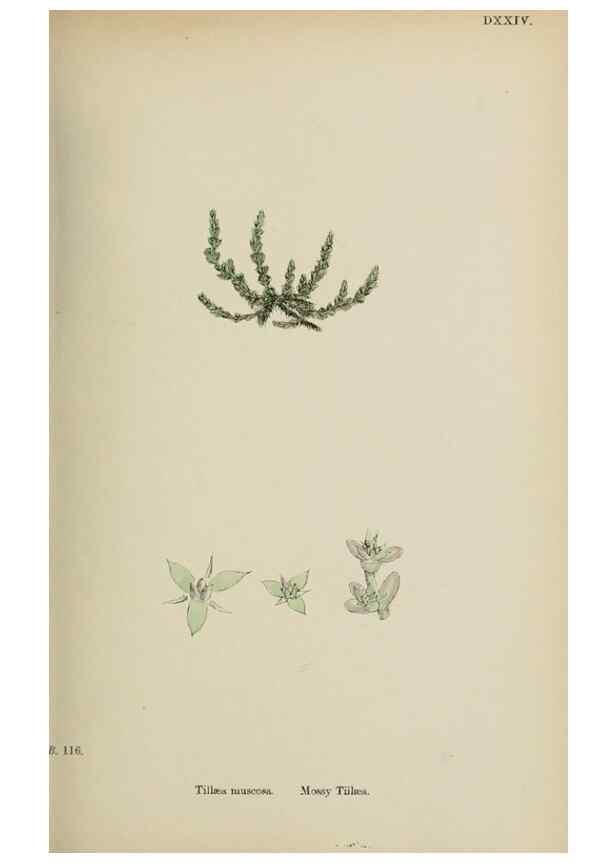 Reproducción/Reproduction 48717388376: English botany, or, Coloured figures of British plants /. London :R. Hardwicke,1863-1886.. 