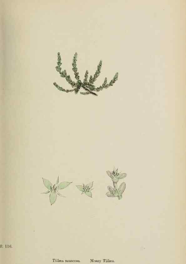 Reproducción/Reproduction 48717388376: English botany, or, Coloured figures of British plants /. London :R. Hardwicke,1863-1886.. 