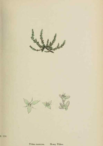 Reproducción/Reproduction 48717388376: English botany, or, Coloured figures of British plants /. London :R. Hardwicke,1863-1886.. 