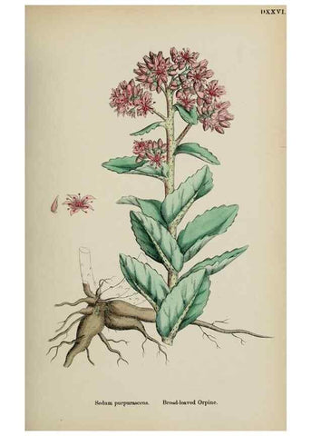 Reproducción/Reproduction 48717389066: English botany, or, Coloured figures of British plants /. London :R. Hardwicke,1863-1886.. 