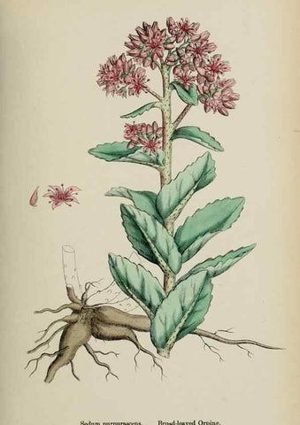 Reproducción/Reproduction 48717389066: English botany, or, Coloured figures of British plants /. London :R. Hardwicke,1863-1886.. 