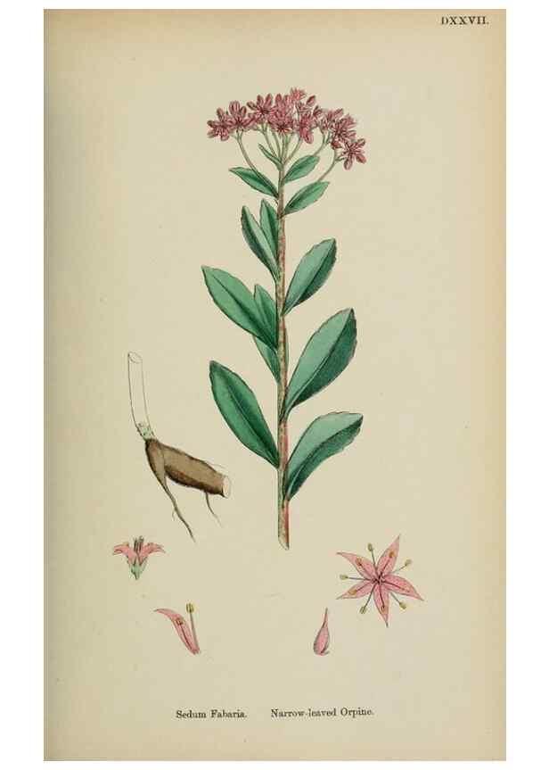 Reproducción/Reproduction 48717561262: English botany, or, Coloured figures of British plants /. London :R. Hardwicke,1863-1886.. 