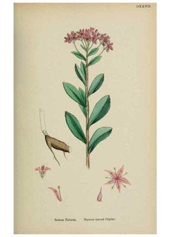 Reproducción/Reproduction 48717561262: English botany, or, Coloured figures of British plants /. London :R. Hardwicke,1863-1886.. 