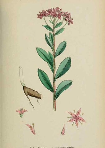 Reproducción/Reproduction 48717561262: English botany, or, Coloured figures of British plants /. London :R. Hardwicke,1863-1886.. 