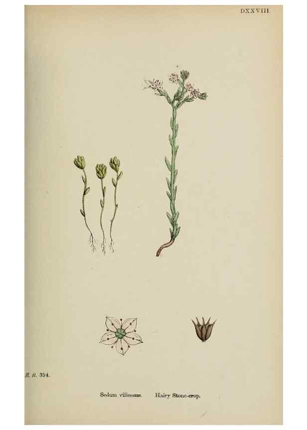 Reproducción/Reproduction 48717561562: English botany, or, Coloured figures of British plants /. London :R. Hardwicke,1863-1886.. 